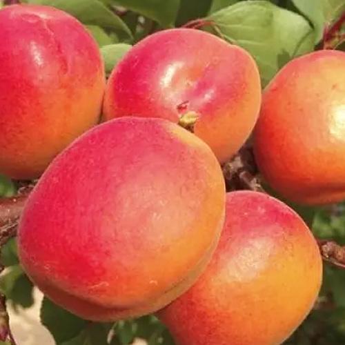Сажанец Абрикос Перле Кот летний сорт/средний срок созревания (184954)