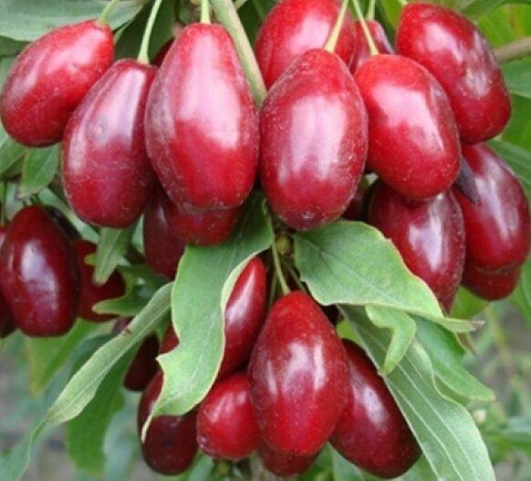 Саджанці кизила Миколка Сіянець Ранній сорт (2075873995)