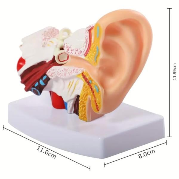 Модель анатомическая уха человека увеличение 1,5х из ПВХ для медицинского обучения - фото 4 Модель анатомическая уха человека увеличение 1,5х из ПВХ для медицинского обучения - фото 4