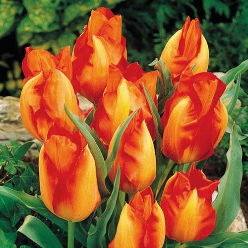 Тюльпан Florium Vvedenskyi Tangerine Beauty (18140)