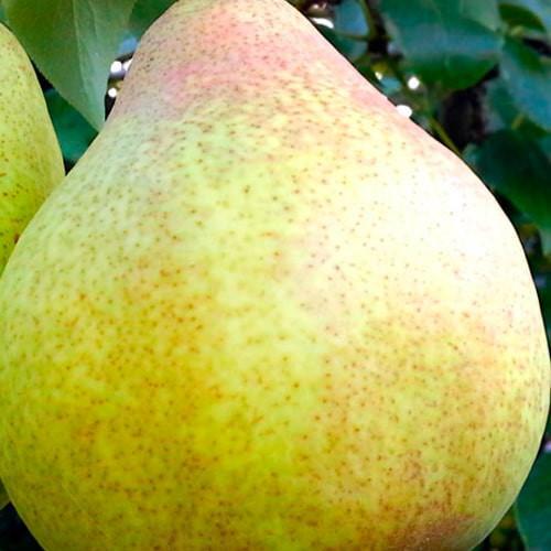 Сажанец Груша Вера зимний сорт поздний срок созревания (177318) Сажанец Груша Вера зимний сорт поздний срок созревания (177318)