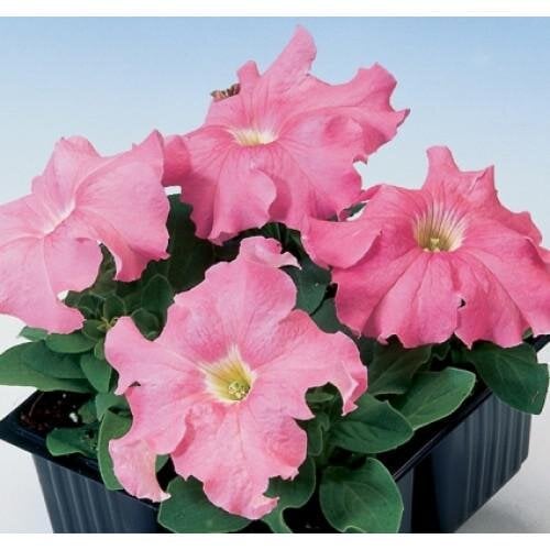 Семена цветов Петуния крупноцветковая Tango salmon Hem Genetics 10 шт. (BN09435-4)