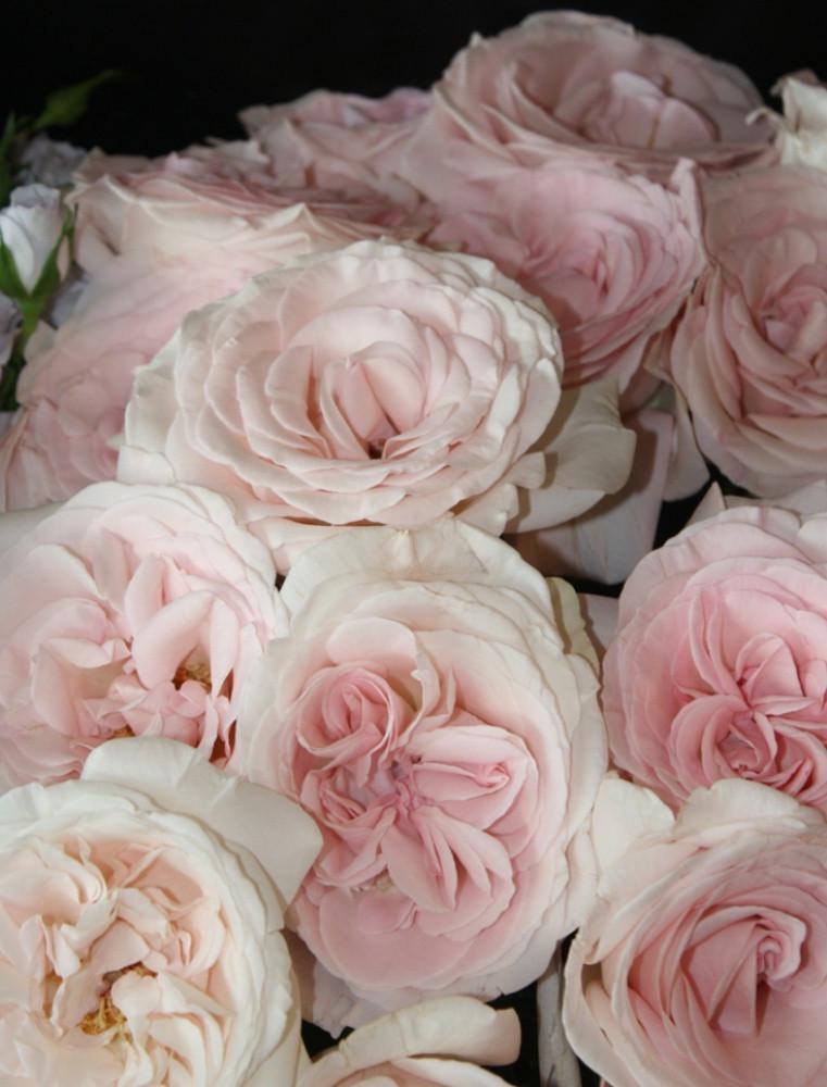 Троянда Prince Jardinier Чайно-гібридна в контейнері (2669458633) - фото 4 Троянда Prince Jardinier Чайно-гібридна в контейнері (2669458633) - фото 4