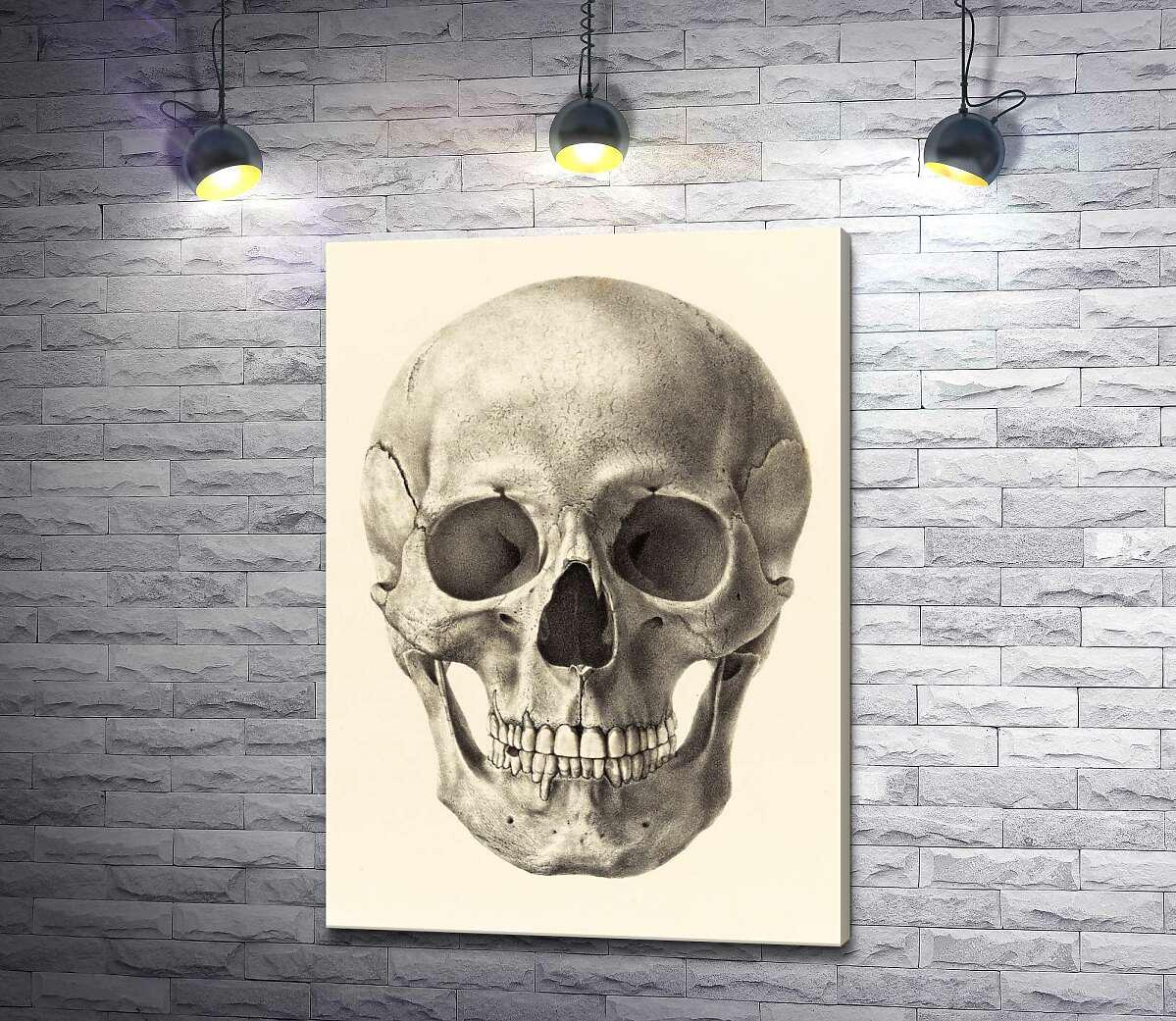 Картина ArtPoster Анатомия в деталях: череп человека 71x100 см Модуль №1 (001014)