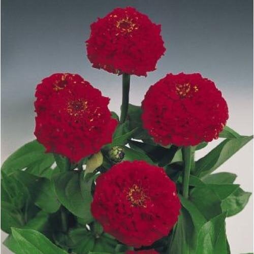 Семена цветов Benary Циния Oklahoma Scarlet 25 шт. (BN02870-4)