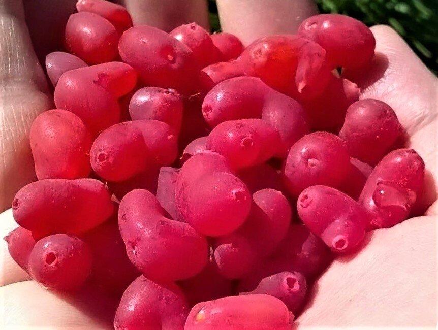 Саджанець жимолості фінської їстівної Сіндішен горщик Р9 (2489140252)