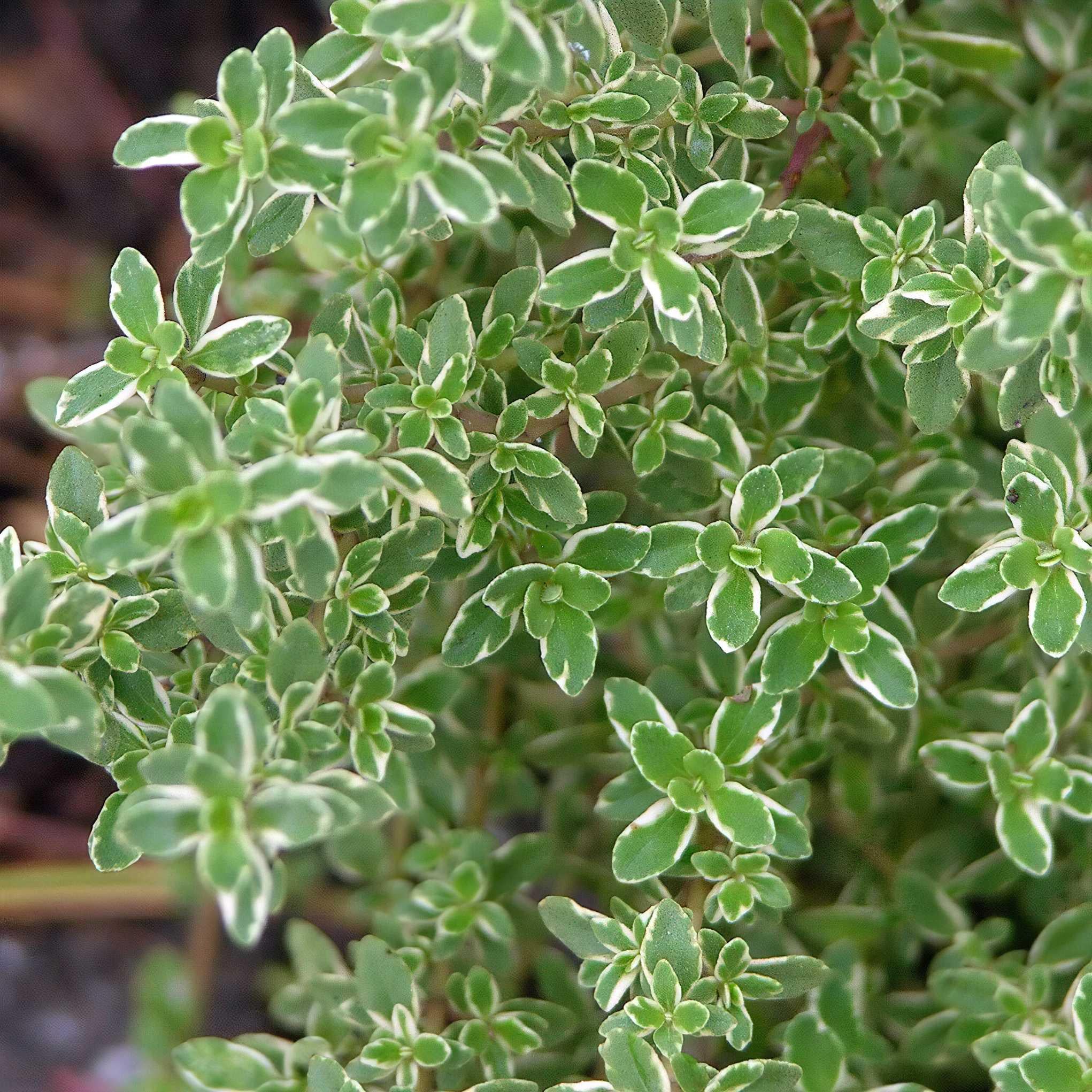 Саджанець Чебрець лимонний Варієгата Variegata 1 шт.