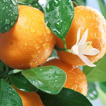 Саженец Мандарина Оскар Ockar средний сочный (18296395)