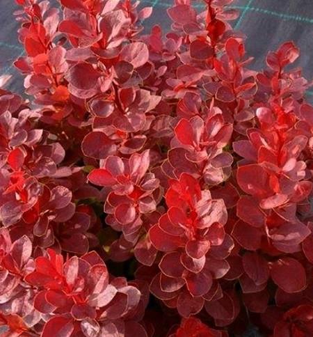 Саженец барбариса Тунберга Vulcano Р9 (1904330493) - фото 3 Саженец барбариса Тунберга Vulcano Р9 (1904330493) - фото 3