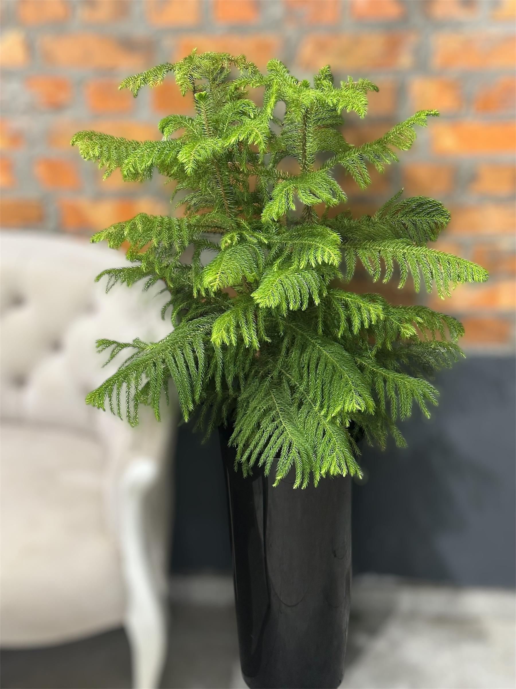 Кімнатна ялинка Араукарія 100 см (30075681)