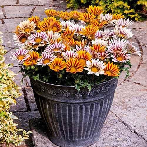 Семена Газания Florium Рассвет смесь (10740)