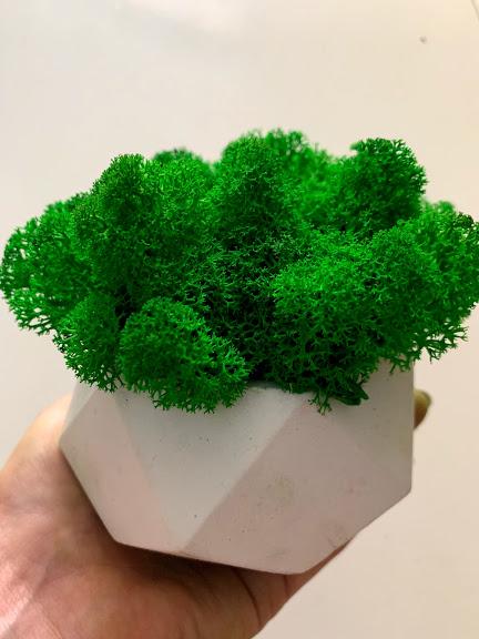 Бетонное кашпо Green Ecco Moss с ягелем Натурально-зеленый