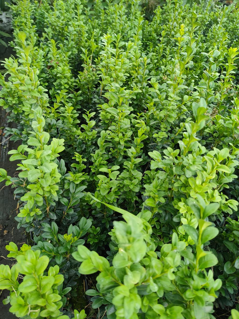 Саженцы самшит вечнозеленый в горшке 0,5 л - фото 2 Саженцы самшит вечнозеленый в горшке 0,5 л - фото 2