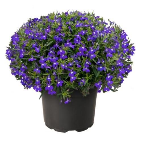 Семена цветов Benary Лобелия черешковая Masterpiece Blue with Eye 1000 шт. (BN12707)