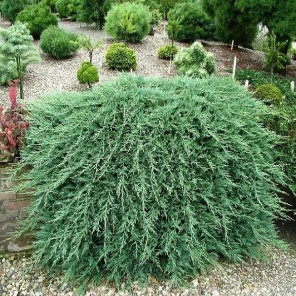 Саджанець ялівцю горизонтального Juniperus horizontalis Wiltonii Р9 (644871171) Саджанець ялівцю горизонтального Juniperus horizontalis Wiltonii Р9 (644871171)