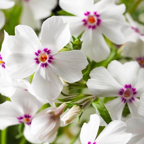 Флокс Florium Amazing Grace (5545) Флокс Florium Amazing Grace (5545)