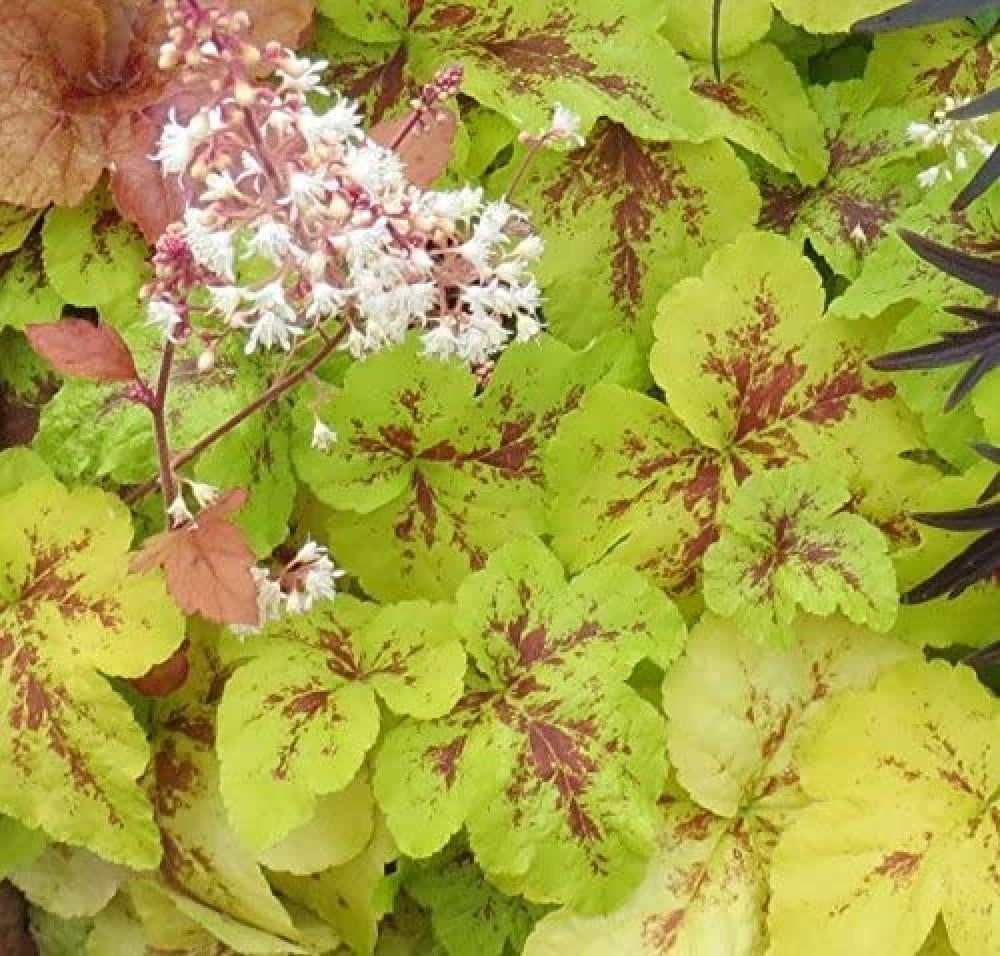 Гейхерелла гибридная Йеллоустоун Фолс С2 (2669481323) - фото 2