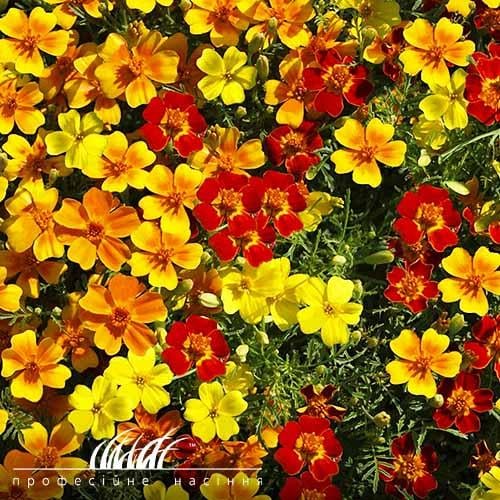 Насіння Чорнобривці Палаюча зірка Florium Насіння Чорнобривці Палаюча зірка Florium