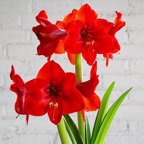 Амариллис Florium Red Rival (2523)