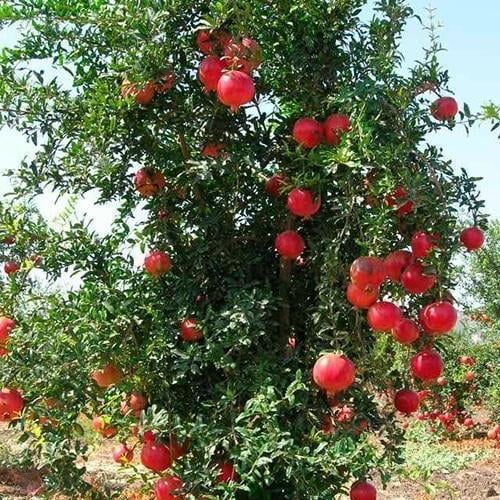 Сажанец Гранат Крымский розовый (25545)