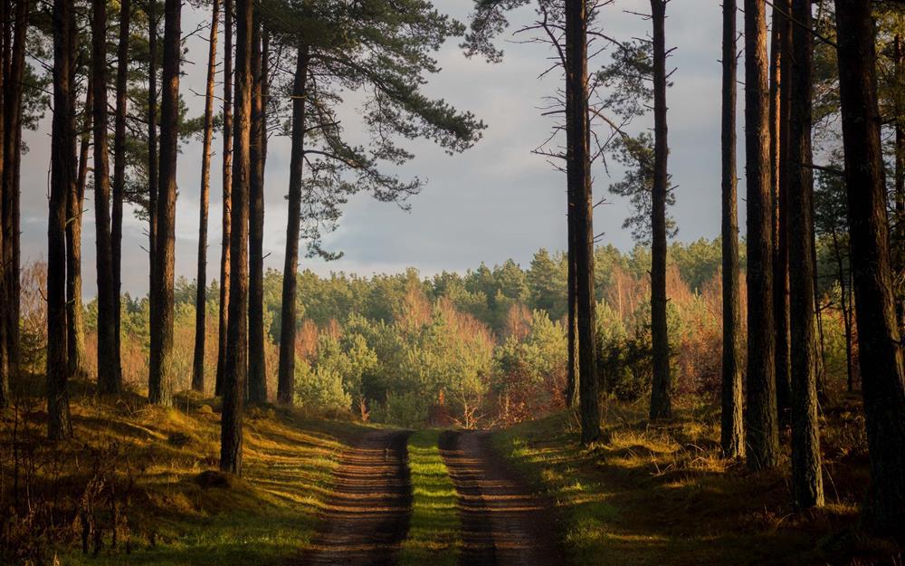 Картина на холсте Природа 55х85 см (N521)