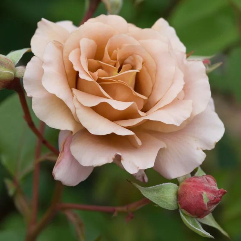 Роза Julia's Rose/Julia/Pashley Manor Rose/Chocolate Rose Чайно-гибридная в контейнере (2669460524)