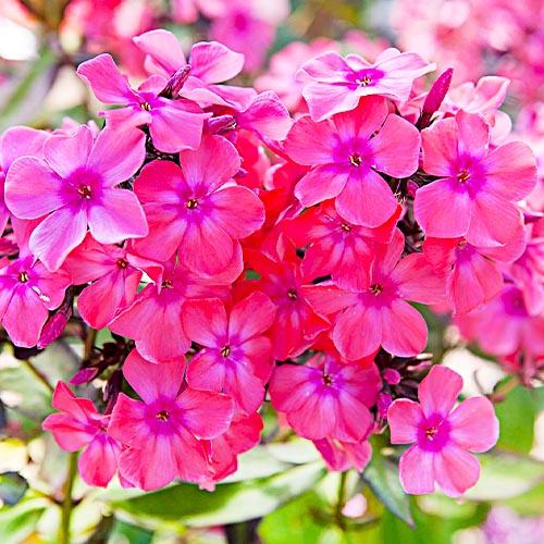 Флокс Florium Windsor (5871)