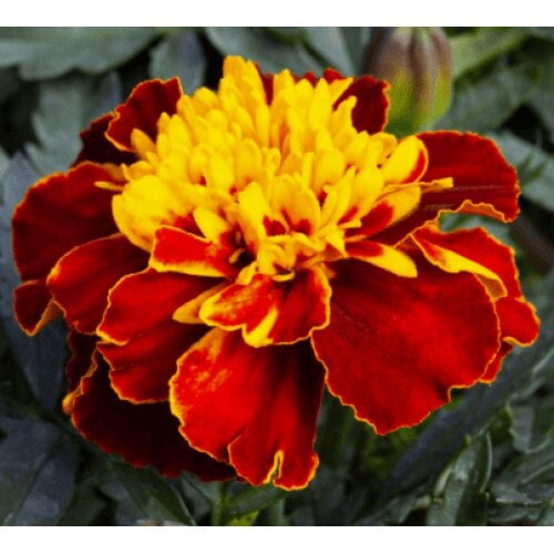 Семена цветов Floranova Бархатцы отклонены 250 шт. Happy Spry (BN10987-2)
