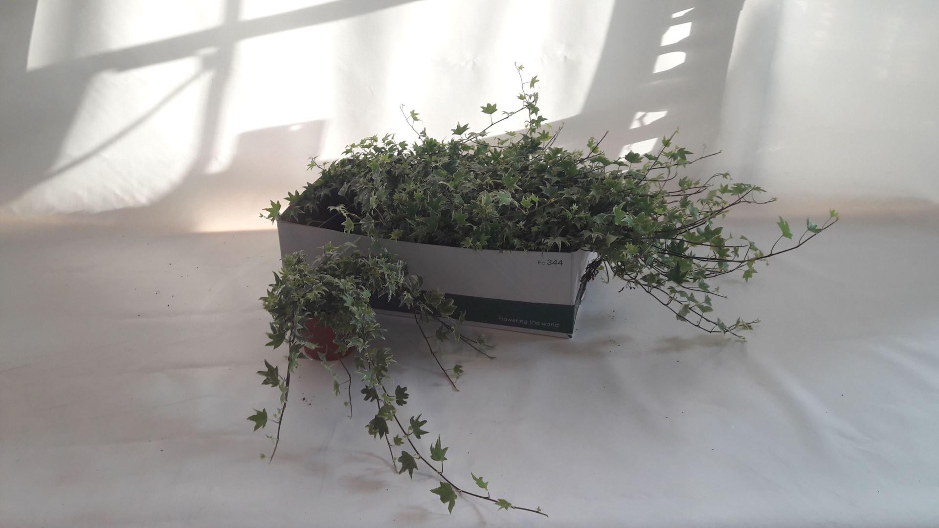 Плющ Вайт Ріпл Hedera White Ripple (38299290)