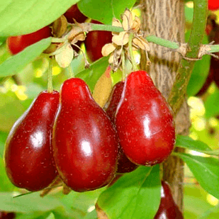 Саженец Кизила Старокиевский средний зимостойкий (18296084)