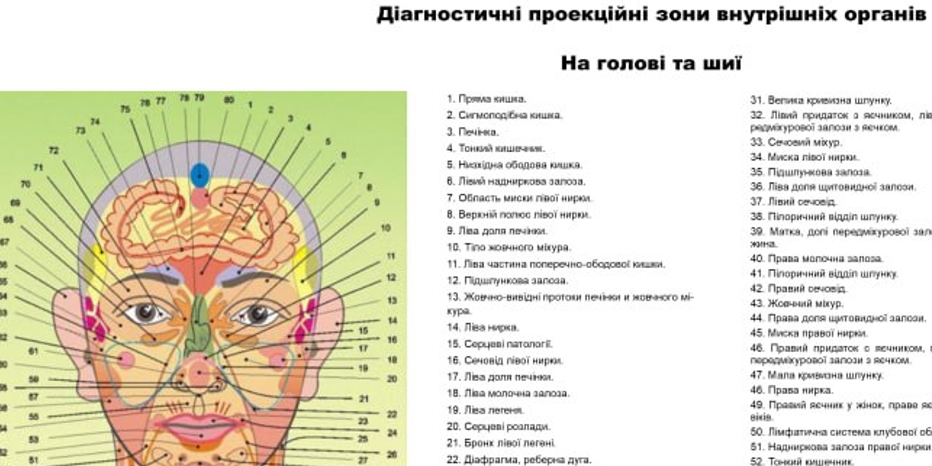 Плакат диагностической проекции зон внутренних органов 86х67 см (0029) - фото 2