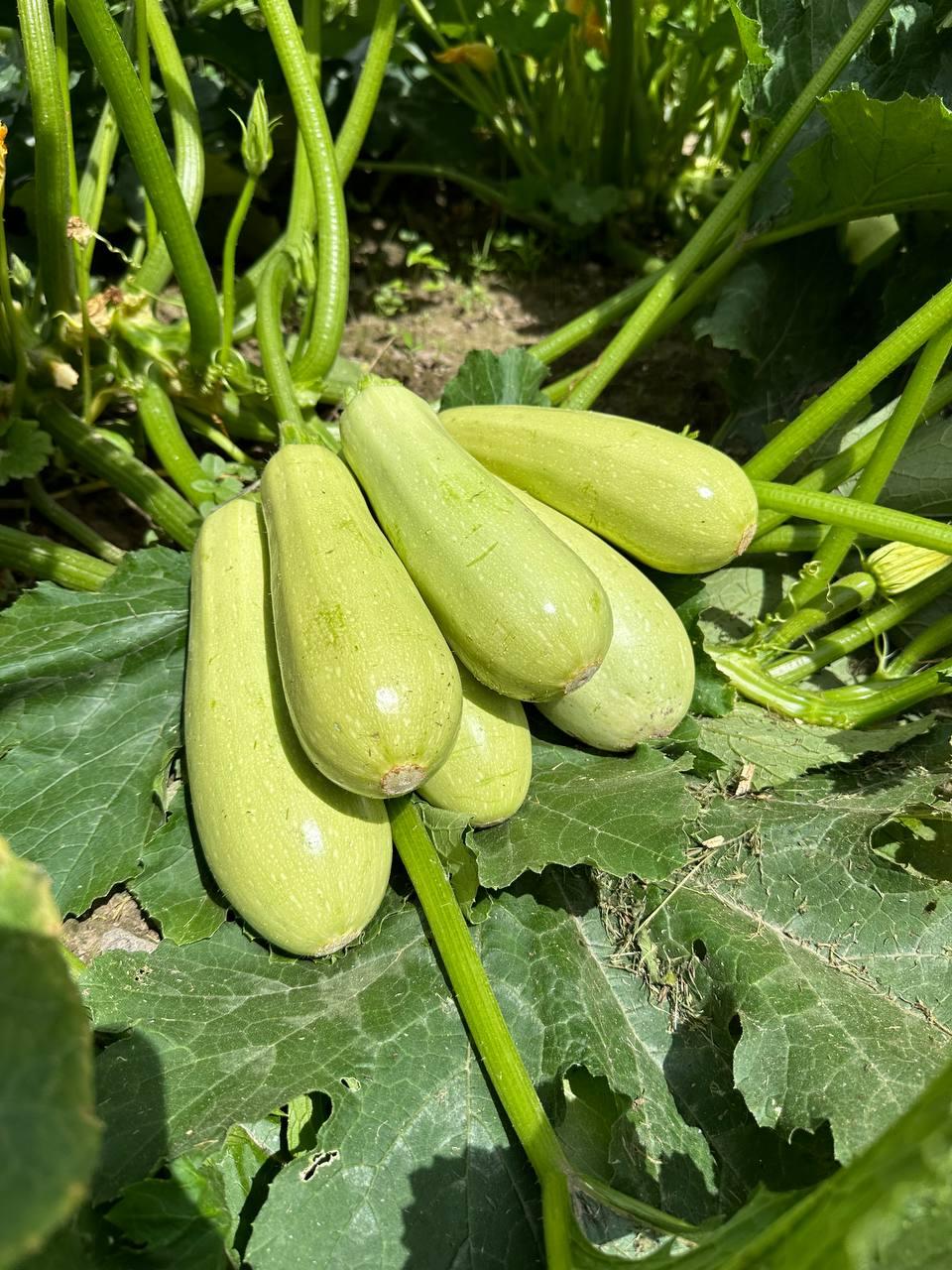 Насіння Cultiva Кабачок Рішар F1 5 шт. (KBR5) - фото 3