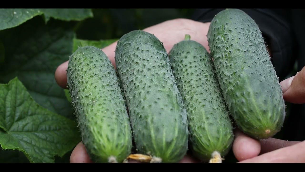 Семена Огурец Аристан F1 10 шт./5 пак.