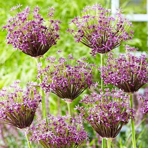 Алліум Florium Miami (9842) - фото 2