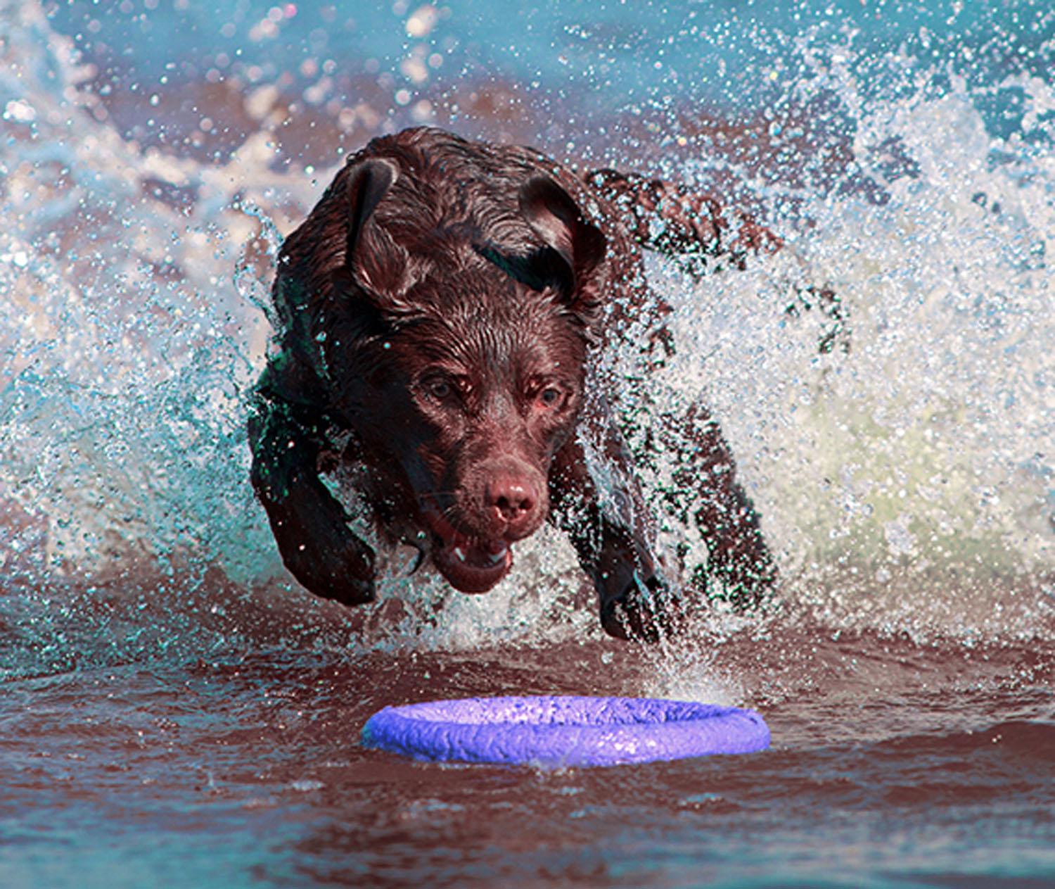 Тренувальний снаряд для собак Puller Standard 28 см (6490) - фото 30