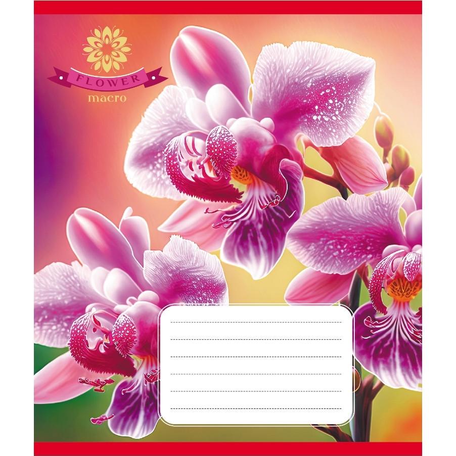Шкільний зошит Орхідея 036-570137K-5 в клітинку 36 аркушів (RLT55336)