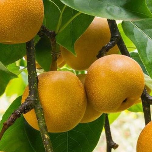 Сажанец Азиатская груша Ниджиссейки сладкий/суперсочный сорт/средний срок созревания (175148)