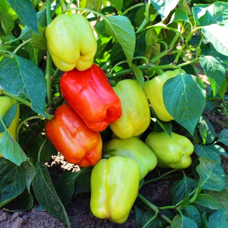 Перец сладкий Фламинго F1 5 шт./5 пак. (38290854)