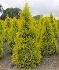Саженцы туи западной Thuja occidentalis Голден Брабант в горшке 0,5 л - фото 4 Саженцы туи западной Thuja occidentalis Голден Брабант в горшке 0,5 л - фото 4