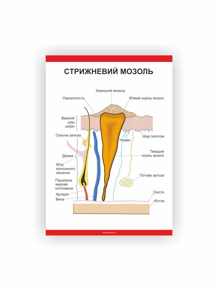 Плакат Vivay Стержневой мозоль 60х80 см (25698506)