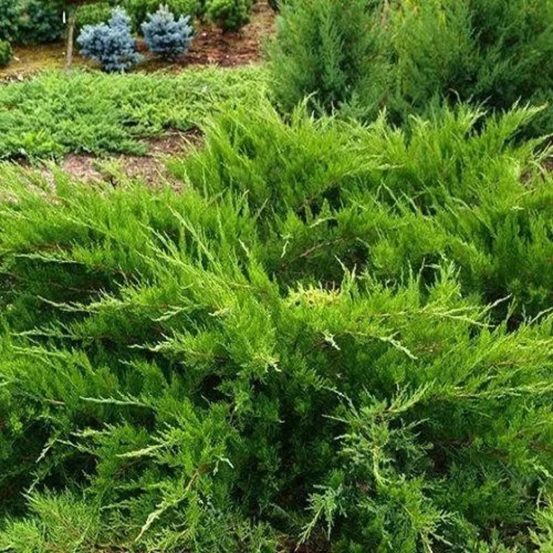 Можжевельник средний Минт джулеп С7,5 (2669484437) - фото 2