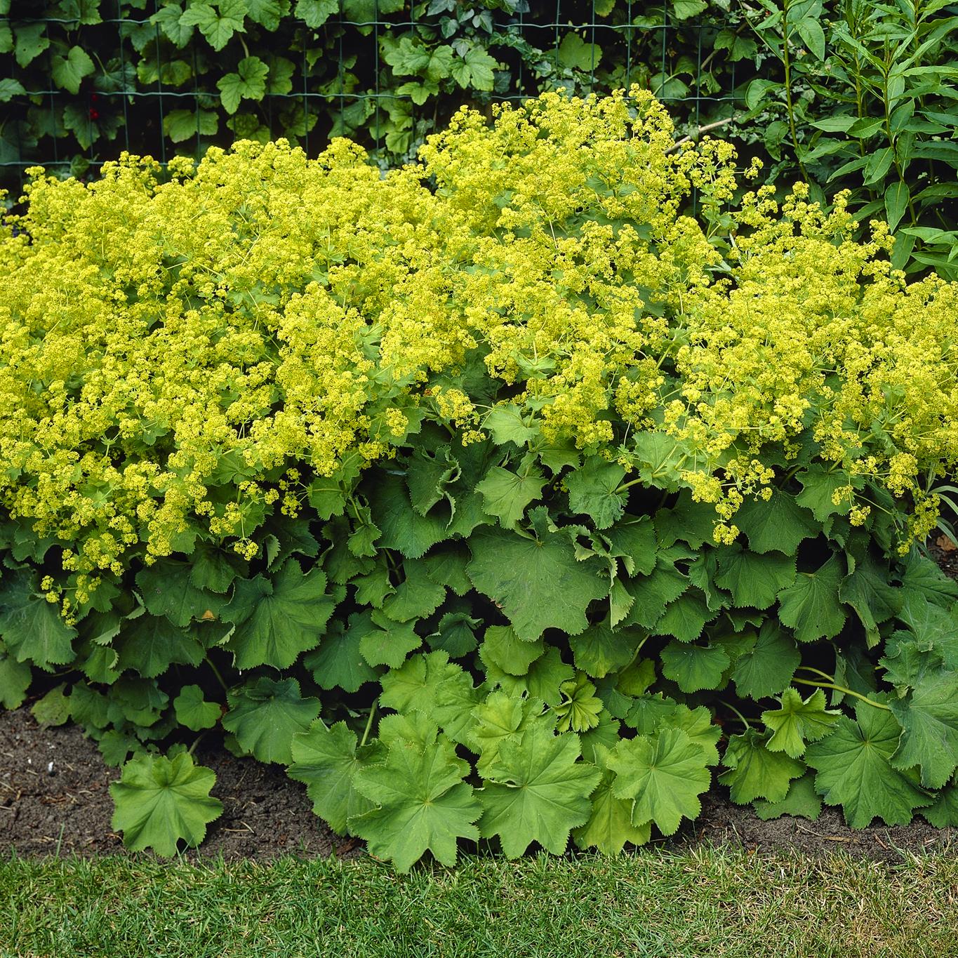 Саженец Манжетка мягкая Alchemilla mollis (38286635)