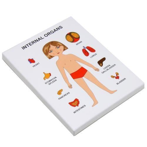 Пазли навчальні Internal Organs Дівчинка (8574)