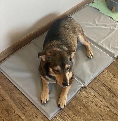 Коврик гелевый охлаждающий для собак и кошек складной 110х70 см Серый - фото 10 Коврик гелевый охлаждающий для собак и кошек складной 110х70 см Серый - фото 10