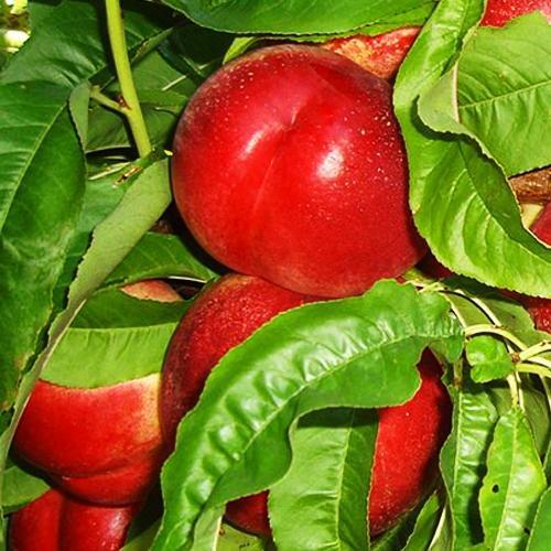 Саджанець Нектарин Мадам Бланшет персик лисий середній термін дозрівання (61887)