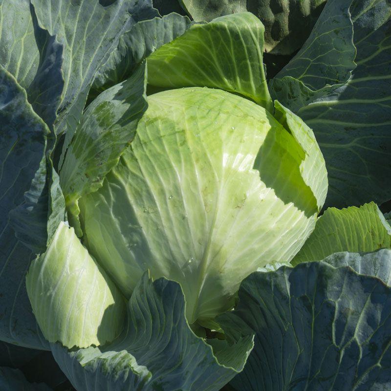 Семена Капуста Белокочанная Syngenta LEKSIKON F1 2 500 шт. (2281090438)