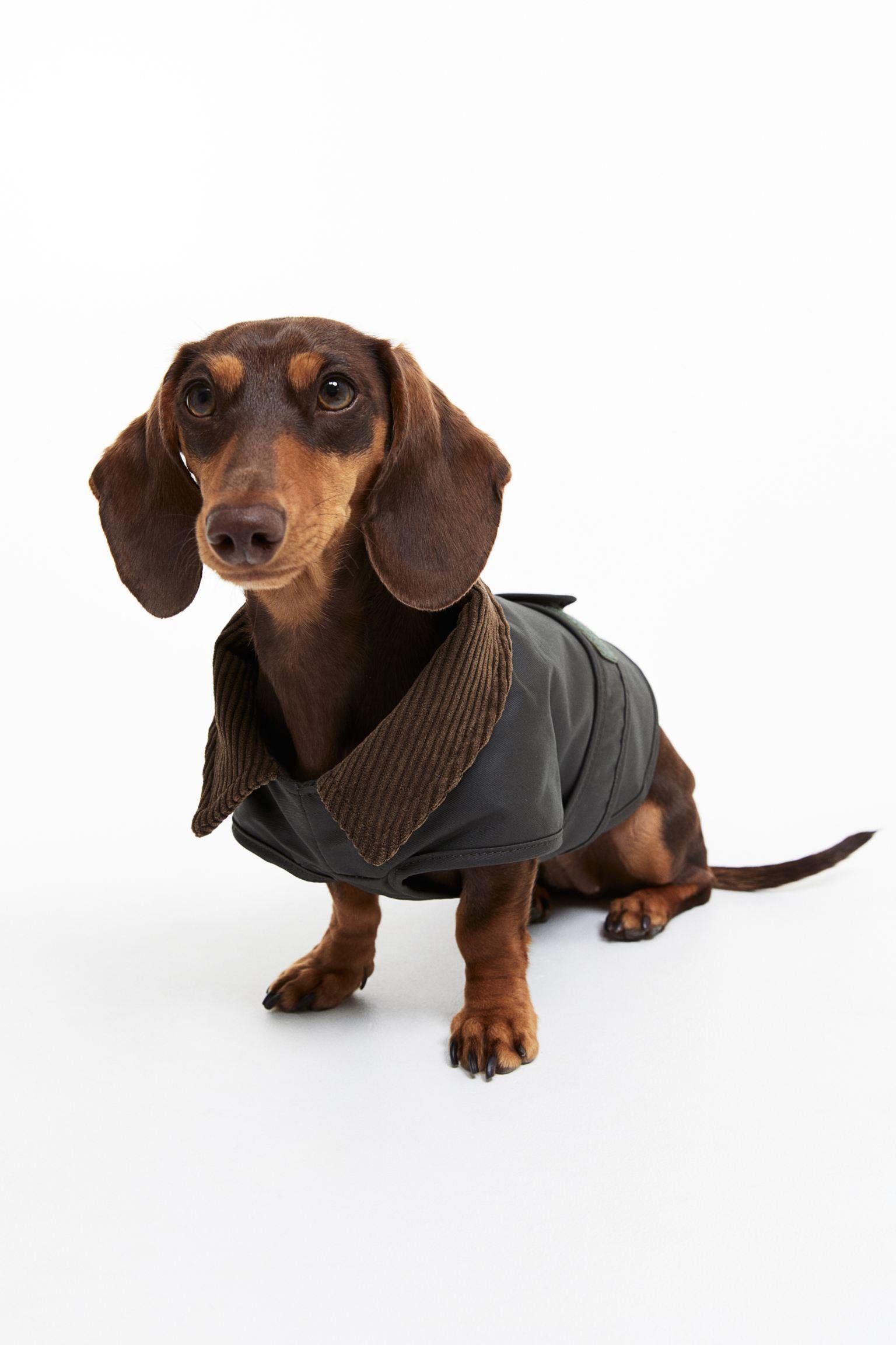 Костюм для собаки L 50 см Темный-хаки (9063726arl)
