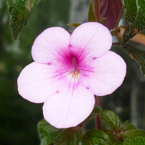 Ахіменес Florium Peach Blossom (16452)
