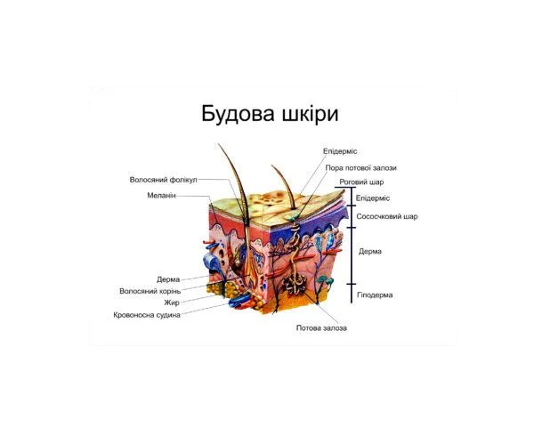 Плакат Vivay Строение кожи 118х84 см (23442878)
