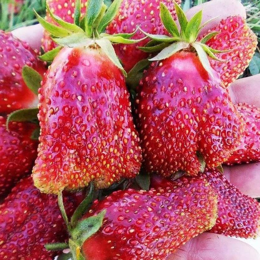 Саженец клубники Купчиха средняя (1674430466) - фото 2 Саженец клубники Купчиха средняя (1674430466) - фото 2